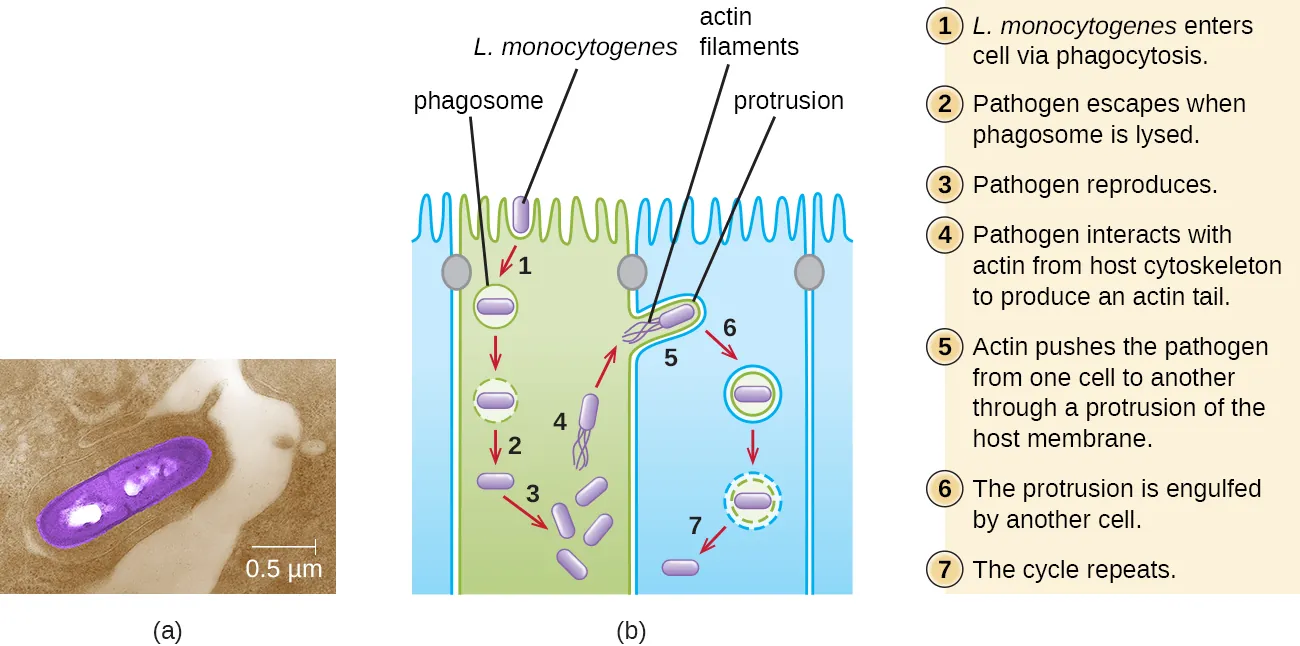 a) Micrograph of a rod shaped cell. b) Diagram of infection. Step 1: Listeria monocytogenes enters cell via phagocytosis. Diagram shows rod shaped cell (Listeria monocytogens) in a phagosome. 2: Pathogen escapes when phagosome is lysed. 3: Pathogen reproduces. 4: Pahtogen produces actin filaments from host cytoskeleton components. The diagram shows tails on the cell labeled actin filaments. 5: Actin pushes the pathogen from one cell to another through a protrusion of the host membrane. 6: The protrusion is engulfed by another cell. This forms a vesicle with the pathogen inside. 7: cycle repeats.