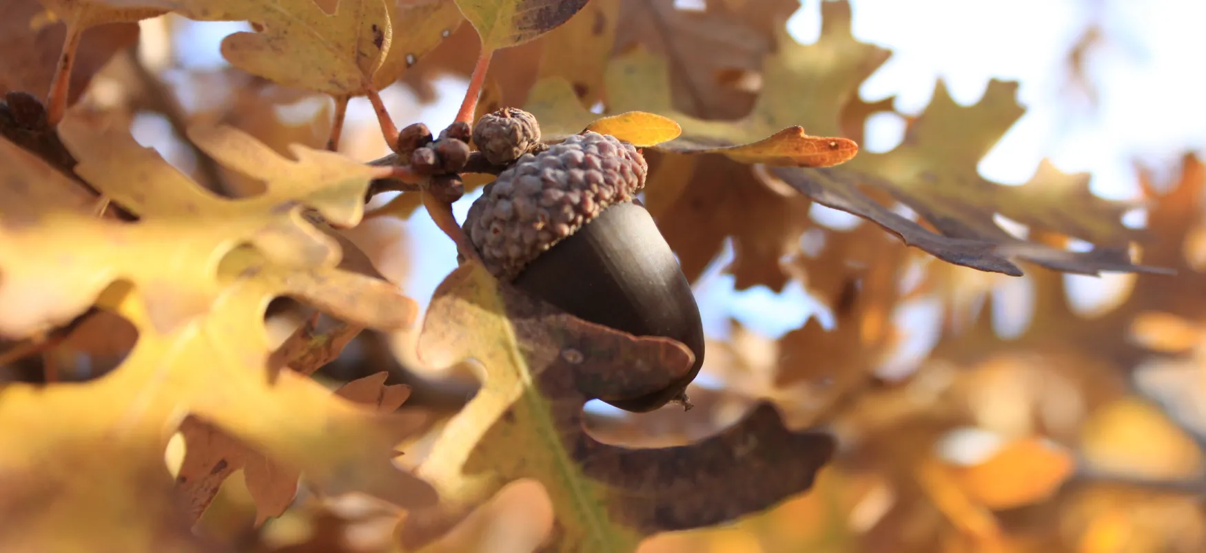 An acorn is on a branch surrounded by oak leaves.