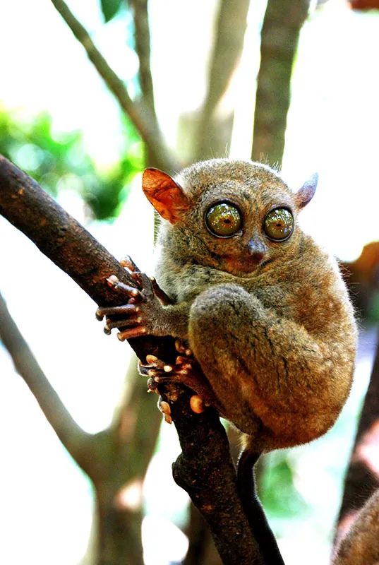 Small primate with large protruding eyes clinging to a tree branch.