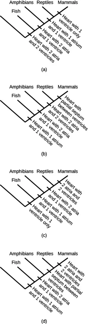 4 phylogenetic trees, labeled A through D, with branches for fish, amphibians, reptiles, and mammals (left to right). Tree A has a node ”Heart with 2 atria and 2 ventricles” to the left of the fish branch, a node ”Heart with 2 atria and 1 ventricle” between the fish and amphibian branches, a node ”Heart with 1 atrium and 1 ventricle” between the amphibian and reptile branches, and a node “Heart with 1 ventricle only” between the reptiles and mammal branches. Tree B has a node “Heart with 1 atrium and 1 ventricle” to the left of the fish branch, a node ”Heart with 2 atria and 1 ventricle” between the fish and amphibian branches, a node ”Heart with 2 atria and 2 ventricles” between the amphibian and reptile branches, and “Heart with partial septum between ventricles” between the reptile and mammal branches. Tree C has “Heart with 1 ventricle only” to the left of the fish branch, a node ”Heart with 1 atrium and 1 ventricle” between the fish and amphibian branches, a node ”Heart with 2 atria and 1 ventricle” between the amphibian and reptile branches, and a node ”Heart with 2 atria and 2 ventricles” between the reptile and mammal branches. Tree D has a node ”Heart with 1 atrium and 1 ventricle” to the left of the fish branch, a node ”Heart with 2 atria and 1 ventricle” between the fish and amphibian branches, and “Heart with partial septum between ventricles” between the amphibian and reptile branches, and node ”Heart with 2 atria and 2 ventricles” between the reptile and mammal branches.
