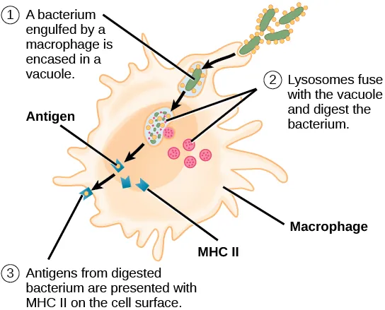 Illustration shows a bacterium being engulfed by a macrophage. Lysosomes fuse with the vacuole containing the bacteria. The bacterium is digested. Antigens from the bacterium are attached to a MHC II molecule and presented on the cell surface.