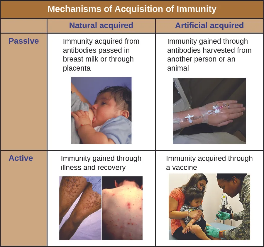 Table titled mechanism of Acquisition of Immunity. Passive and Natural: Immunity acquired from antibodies passed through breast milk or placenta. Passive and Artificial: Immunity gained through antibodies harvested from another animal. Active and Natural: Immunity Gained through illness and recovery. Active and Artificial: Immunity gained through a vaccine.
