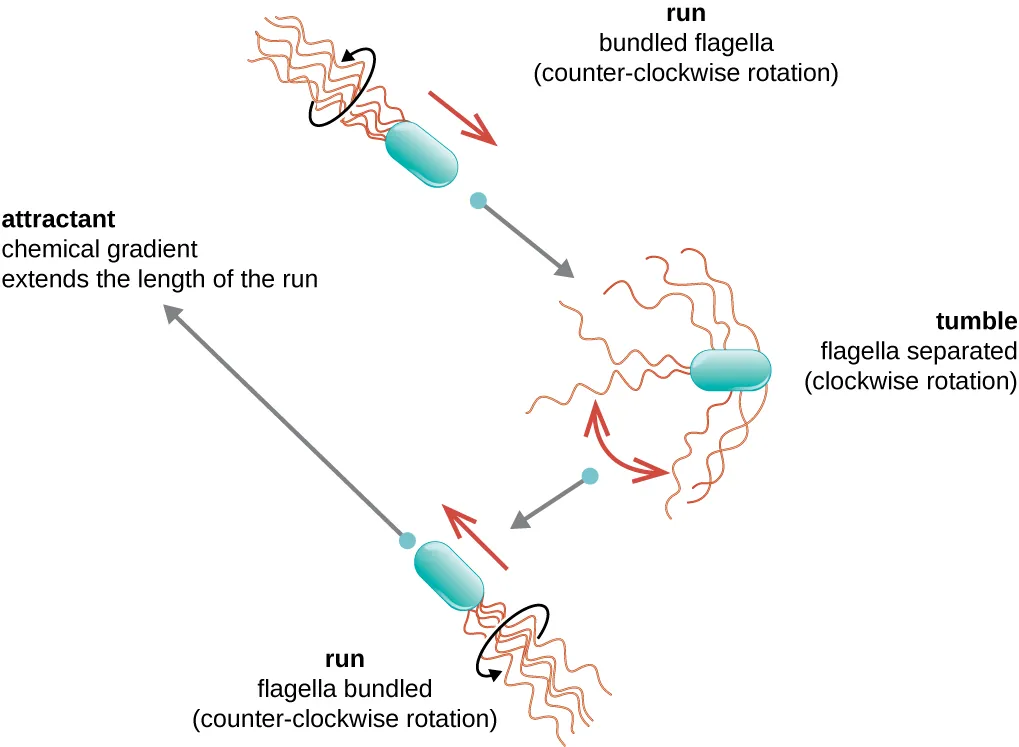 A diagram showing the run and tumble motion of bacteria. In the run, the bundeled flagella move in a counter clockwise rotation and the cell moves in a straight line. In the tumble, the flagella separate due to a clockwise rotation and the bacterial cell floats with no particular direction. This is followed by another run. If there is an attractant (a chemical gradient) the bacterial cell moves towards the attractant and the length of the run is extended.