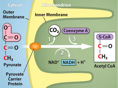 This illustration shows the conversion of pyruvate into acetyl upper case C lower case o upper case A. The Pyruvate begins outside the mitochondrion, in the cytosol. When the pyruvate enters the mitochondrion through the pyruvate carrier protein, a carboxyl group is removed from pyruvate, releasing carbon dioxide. Then, a redox reaction forms acetate and N A D H. In step three, the acetate is transferred coenzyme A, forming acetyl upper C lower o upper A.
