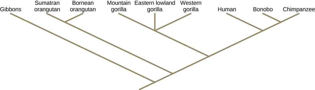 Illustration shows a phylogenetic tree that starts at a root, indicating that all organisms on tree share a common ancestor. Shortly after the root, the tree branches. One branch gives rise to a single, basal lineage, and the other gives rise to all other organisms on the tree. The next branch forks into four different lineages, an example of polytomy. The final branch gives rise to two lineages, an example of sister taxa.