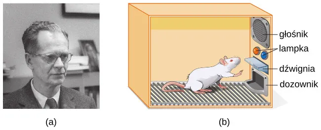 Photograph A shows B.F. Skinner. Illustration B shows a rat in a Skinner box: a chamber with a speaker, lights, a lever, and a food dispenser.