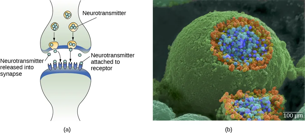 Image (a) shows the synaptic space between two neurons, with neurotransmitters being released into the synapse and attaching to receptors. Image (b) is a micrograph showing a spherical terminal button with part of the exterior removed, revealing a solid interior of small round parts.