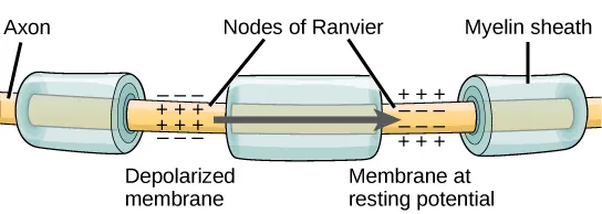 Illustration shows an axon covered in three bands of myelin sheath. Between the sheath coverings the axon is exposed. The uncovered parts of the axon are called nodes of Ranvier. In the illustration, the left node of Ranvier is depolarized such that the membrane potential is positive inside and negative outside. The right membrane of the right node is at the resting potential, negative inside and positive outside. An arrow indicates that the depolarization jumps from the left node to the right, so that the right node becomes depolarized.
