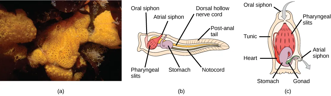 Photo A shows tunicates, which are sponge-like in appearance and have holes along the surface. Illustration B shows the tunicate larval stage, which resembles a tadpole, with a post anal tail at the narrow end. A dorsal hollow nerve cord run along the upper back, and a notochord runs beneath the nerve cord. The digestive tract starts with an oral siphon at the front of the animal connected to a stomach. Above the stomach is the atrial siphon. The pharyngeal slits, which are located in between the stomach and mouth, are connected to an atrial opening at the top of the body. Illustration C shows an adult tunicate, which resembles a tree stump anchored at the bottom. Water enters through an oral siphon at the top of the body and passes through the pharyngeal slits, where it is filtered. Water then exits through another opening at the side of the body. A heart, stomach and gonad are tucked beneath the pharyngeal slit. The outer surface is called a tunic.