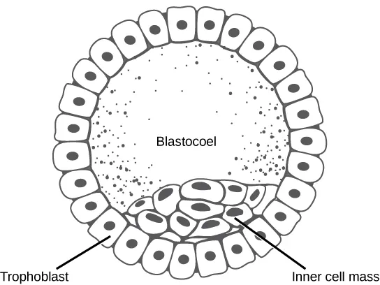 Illustration shows a hollow ball of cells with an inner cell mass clustered to one side. The exterior is called the trophoblast.