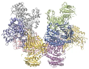 Se muestra un modelo en color de la estructura de la glucosa-6-fosfato deshidrogenasa. La molécula tiene dos lóbulos distintos que están llenos de regiones en forma de cinta en espiral de color amarillo, lavanda, azul, plata, verde y rosa.