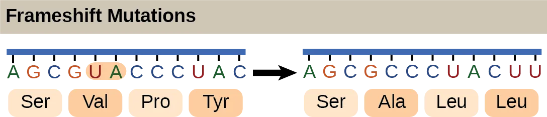 Illustration shows a frameshift mutation in which the reading frame is altered by the deletion of two amino acids.