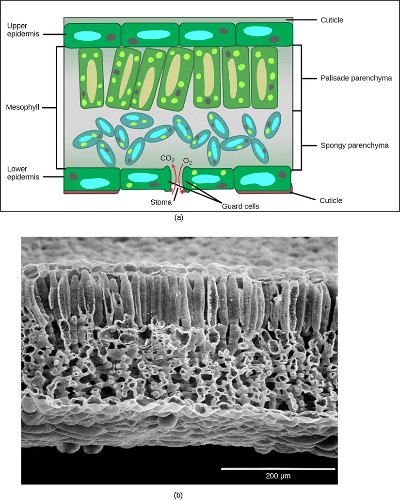  Part A is a leaf cross section illustration. A flat layer of rectangular cells make up the upper and lower epidermis. A cuticle layer protects the outside of both epidermal layers. A stomatal pore in the lower epidermis allows carbon dioxide to enter and oxygen to leave. Oval guard cells surround the pore. Sandwiched between the upper and lower epidermis is the mesophyll. The upper part of the mesophyll is comprised of columnar cells called palisade parenchyma. The lower part of the mesophyll is made up of loosely packed spongy parenchyma. Part B is a scanning electron micrograph of a leaf in which all the layers described above are visible. Palisade cells are about 50 microns tall and 10 microns wide and are covered with tiny bumps, which are the chloroplasts. Spongy cells smaller and irregularly shaped. Several large bumps about 20 microns across project from the lower surface of the leaf.
