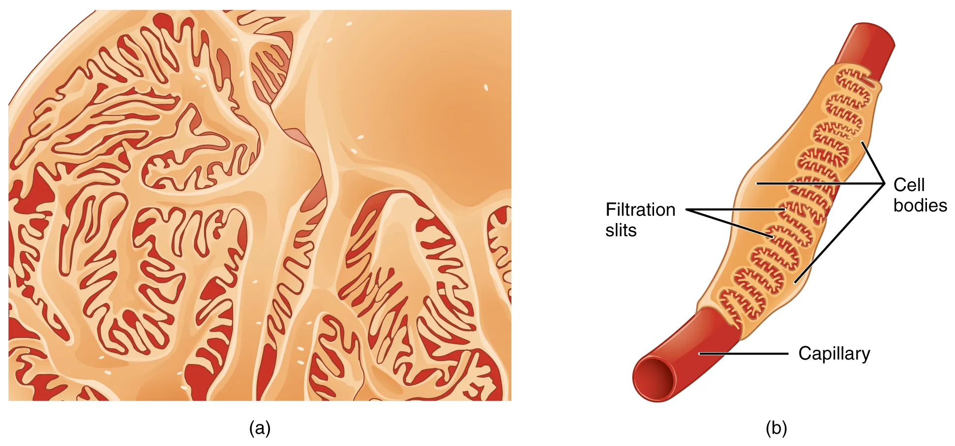 The left panel of this figure shows an image of a podocyte. The right panel shows a tube-like structure that illustrates the filtration slits and the cell bodies.
