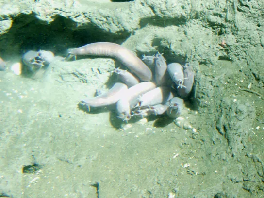 The photo shows wormlike hagfish clustered in a muddy hole.