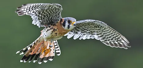 Photo of a bird in flight.