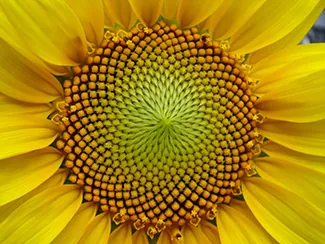 Esta es una foto de un girasol, en particular las curvas de las semillas en su centro. El número de espirales en cada dirección es siempre un número de Fibonacci.