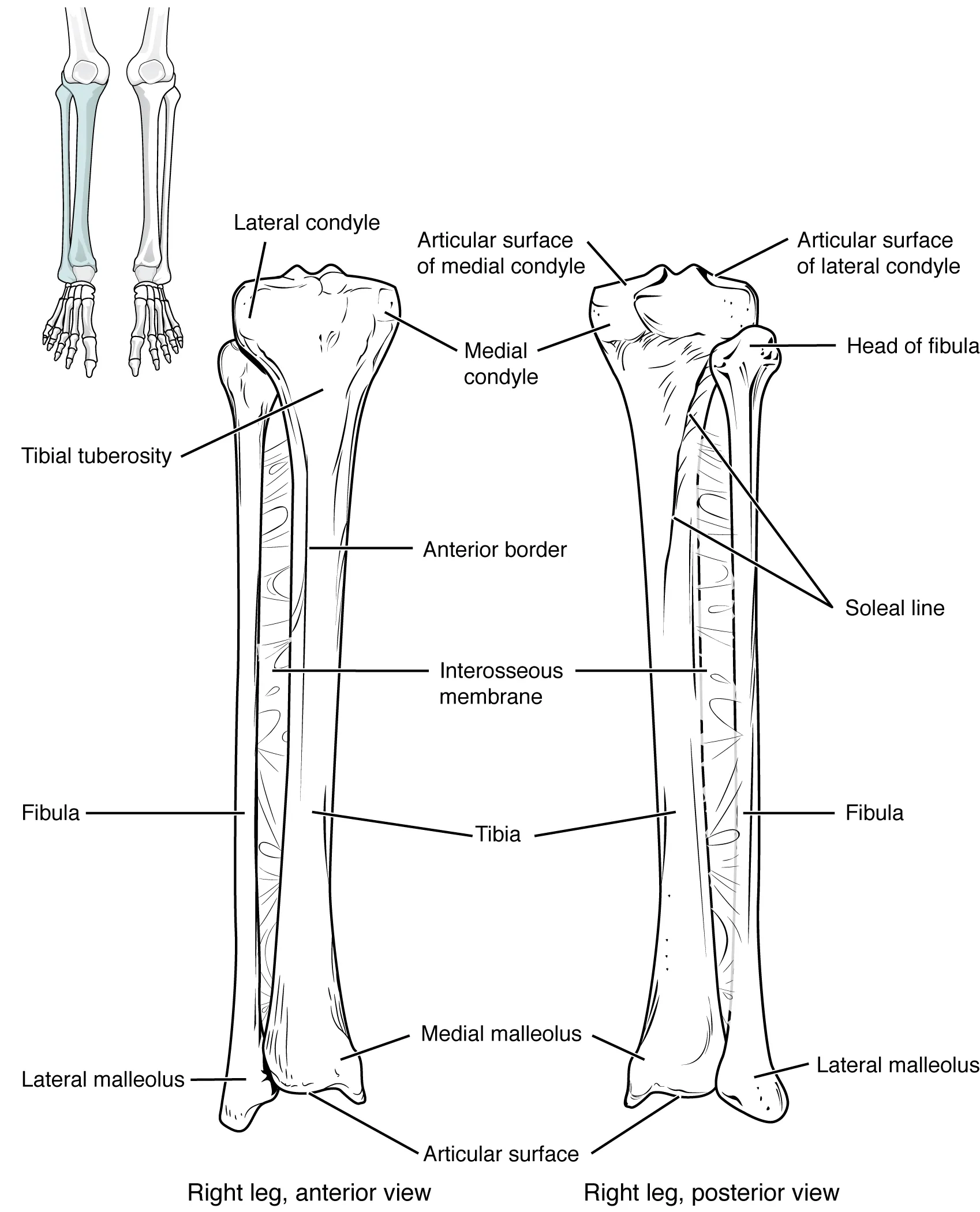 This image shows the structure of the tibia and the fibula. The left panel shows the anterior view, and the right panel shows the posterior view.