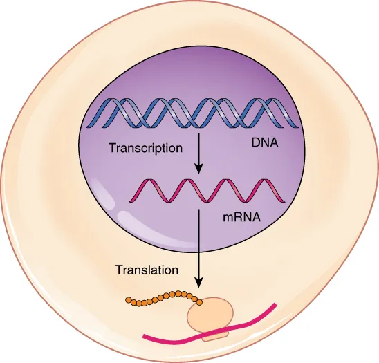 This figure shows a schematic of a cell where transcription from DNA to mRNA takes place inside the nucleus and translation from mRNA to protein takes place in the cytoplasm.