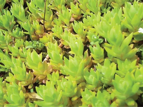 Photo shows small, green fleshy succulent sedum plants, growing as a ground cover. The plant has spread in a continuous mat, with new plants growing from offshoots of older plants.