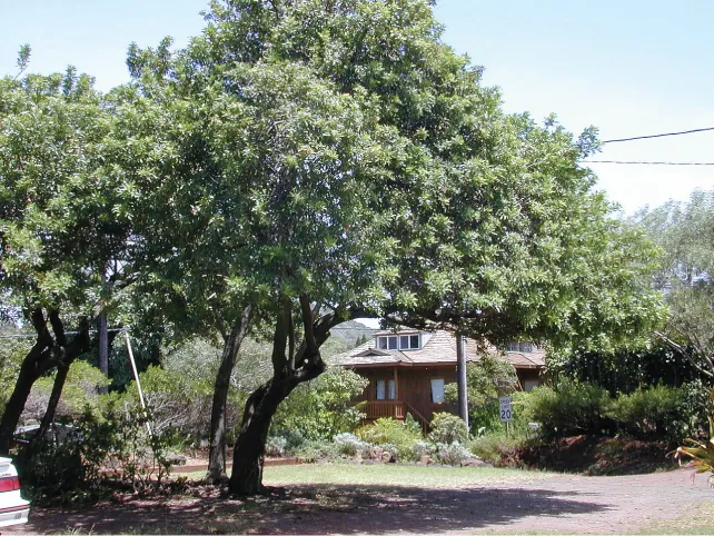 A photo of a tree with a trunk of average diameter and a large crown grows near a house.
