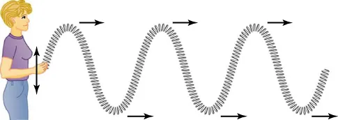 A woman moves a slinky up and down, creating transverse waves that propagate horizontally away from her while disturbing the slinky vertically.