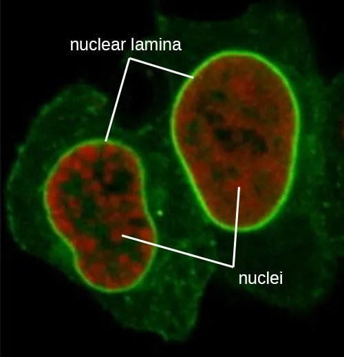 A micrograph showing an oval cell with a large oval nucleus. The nucleus is red with a bright green outline labeled nuclear lamina. Green lines criss-cross the rest of the cell outside the nucleus.