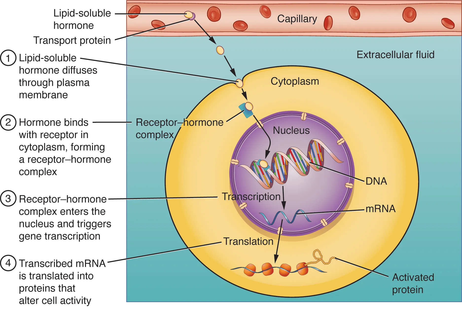 This illustration shows the steps involved with the binding of lipid-soluble hormones. Lipid-soluble hormones, such as steroid hormones, easily diffuse through the cell membrane. The hormone binds to its receptor in the cytosol, forming a receptor-hormone complex. The receptor-hormone complex then enters the nucleus and binds to the target gene on the cell’s DNA. Transcription of the gene creates a messenger RNA that is translated into the desired protein within the cytoplasm. It is these proteins that alter the cell’s activity.