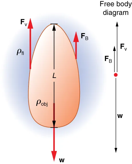 The figure shows the forces acting on an oval shaped object falling through a viscous fluid. An enlarged view of the object is shown toward the left to analyze the forces in detail. The weight of the object w acts vertically downward. The viscous drag F v and buoyant force F b acts vertically upward. The length of the object is given by L. The density of the object is given by rho obj and density of the fluid by rho fl.