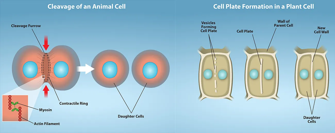 Part a: This illustration shows cytokinesis in a typical animal cell. Part b: Cytokinesis is shown in a typical plant cell. In an animal cell, a contractile ring of actin filaments forms a cleavage furrow that divides the cell in two. In a plant cell, Golgi vesicles coalesce at the metaphase plate. A cell plate grows from the center outward, and the vesicles form a plasma membrane that divides the cytoplasm.