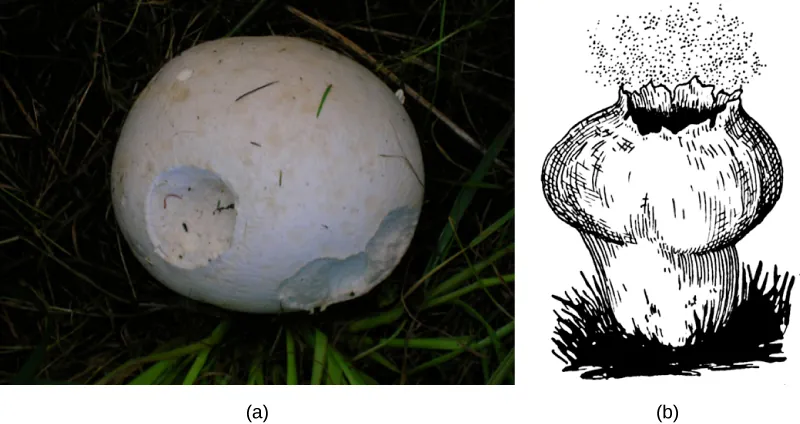 Part a is a photo of a puffball mushroom, which is round and white. Part b is an illustration of a puffball mushroom releasing spores through its exploded top.