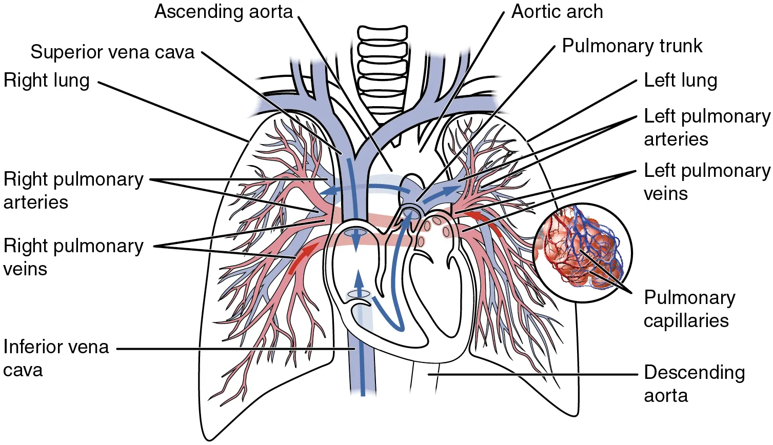 This diagram shows the network of blood vessels in the lungs.