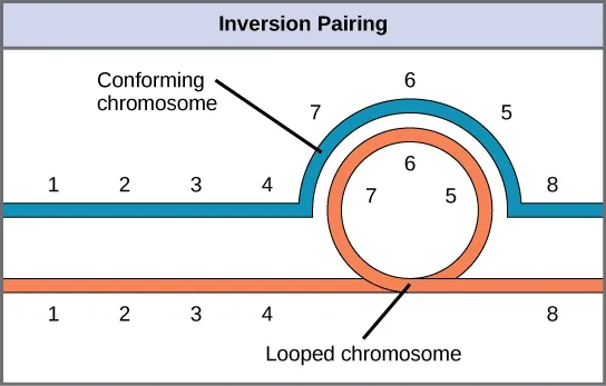  This illustration shows the inversion pairing that occurs when one chromosome undergoes inversion but the other does not. For chromosome alignment to occur during meiosis, one chromosome must form an inverted loop while the other conforms around it.