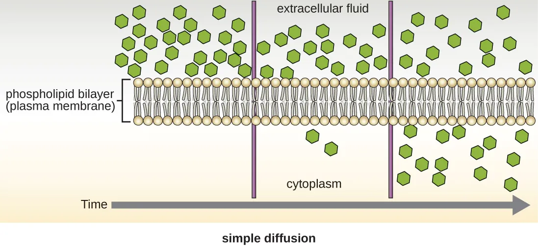 Simple diffusion. A diagram with a phospholipid bilayer (plasma membrane) along the middle. Above the bilayer is the extracellular fluid and below is the cytoplasm. At the far left there are many hexagons in the extracellular fluid above the bilayer and none in the cytoplasm below. At a later time shown in the middle of the timeline there are a few hexagons in the cytoplasm and still many in the extracellular fluid. At the last timeframe shown on the right there are equal numbers of hexagons in the extracellular fluid as in the cytoplasm.