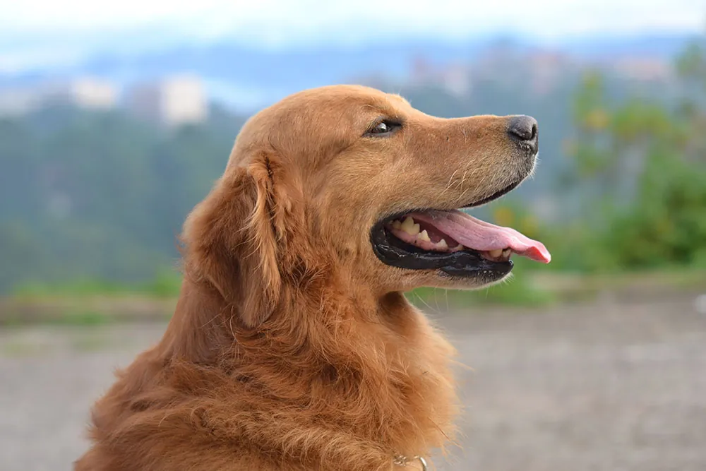 A happy-looking dog is outside, sitting with its tongue out.
