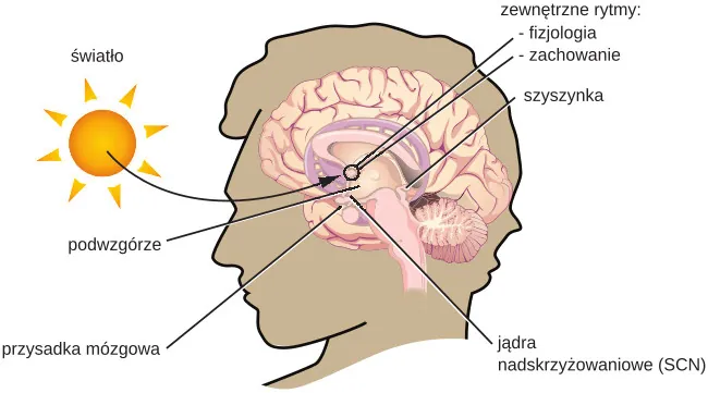 In this graphic, the outline of a person’s head facing left is situated to the right of a picture of the sun, which is labeled ”light” with an arrow pointing to a location in the brain where light input is processed. Inside the head is an illustration of a brain with the following parts’ locations identified: Suprachiasmatic nucleus (SCN), Hypothalamus, Pituitary gland, Pineal gland, and Output rhythms: Physiology and Behavior. 