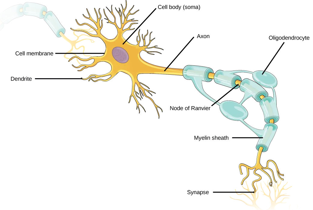 Illustration shows a neuron. The main part of the cell body, called the soma, contains the nucleus. Branch-like dendrites project from three sides of the soma. A long, thin axon projects from the fourth side. The axon branches at the end. The tip of the axon is in close proximity to dendrites of an adjacent nerve cell. The narrow space between the axon and dendrites is called the synapse. Cells called oligodendrocytes are located next to the axon. Projections from the oligodendrocytes wrap around the axon, forming a myelin sheath. The myelin sheath is not continuous, and gaps where the axon is exposed are called nodes of Ranvier.