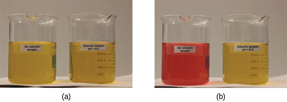 Se muestran dos imágenes. La imagen a de la izquierda muestra dos vasos de precipitados que contienen soluciones amarillas. El vaso de la izquierda está marcado etiquetado como "No tamponada" y el de la derecha como "p H equals 8,0 tampón". La imagen b muestra igualmente 2 vasos de precipitados. El vaso de precipitados de la izquierda contiene una solución de color naranja brillante y está etiquetada como "No tamponada". El vaso de precipitados de la derecha está etiquetado como "p H equals 8,0 tampón".
