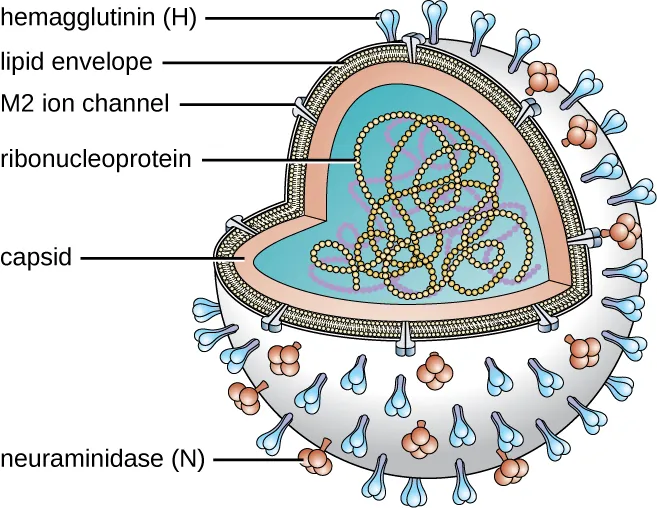 pneumonia virus structure