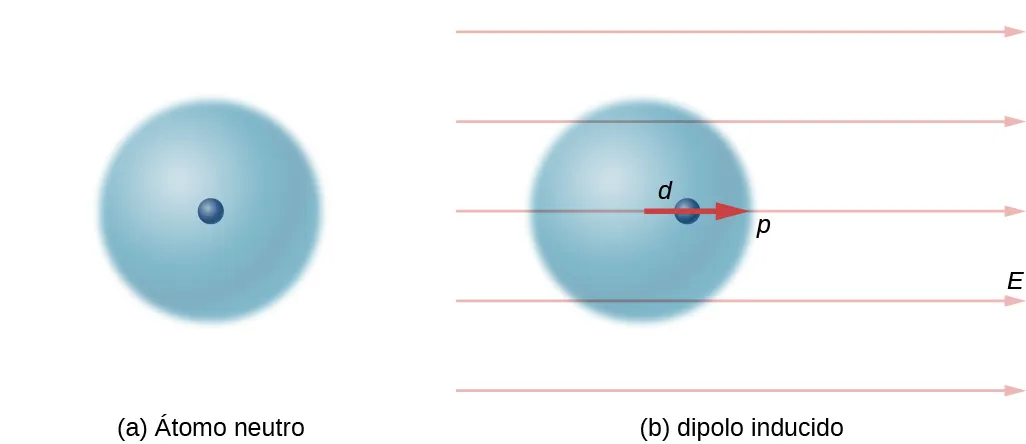 La figura a ilustra un modelo simplificado de un átomo neutro. El núcleo está en el centro de una esfera uniforme de carga negativa. La figura b muestra el átomo en un campo eléctrico horizontal y uniforme, E, que apunta a la derecha. El núcleo se ha desplazado hacia la derecha una distancia d, de modo que ya no se encuentra en el centro de la esfera de electrones. El resultado es un momento dipolar inducido, p, que apunta a la derecha.