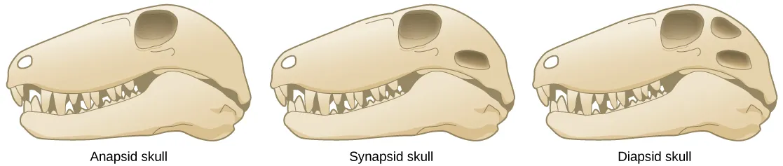 The illustration compares three different skull types. All three skulls are elongated and similar in shape; the only difference between them is the number of holes behind the eye. The anapsid skull (left) has no openings. The synapsid skull (middle) has one opening, and the diapsid skull (right) has two openings, one on top of the other.