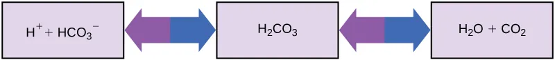 An H2O molecule can combine with a CO2 molecule to form H2CO3, or carbonic acid. A proton may dissociate from H2CO3, forming bicarbonate, or HCO3-, in the process. The reaction is reversible so that if acid is added protons combined with bicarbonate to form carbonic acid.