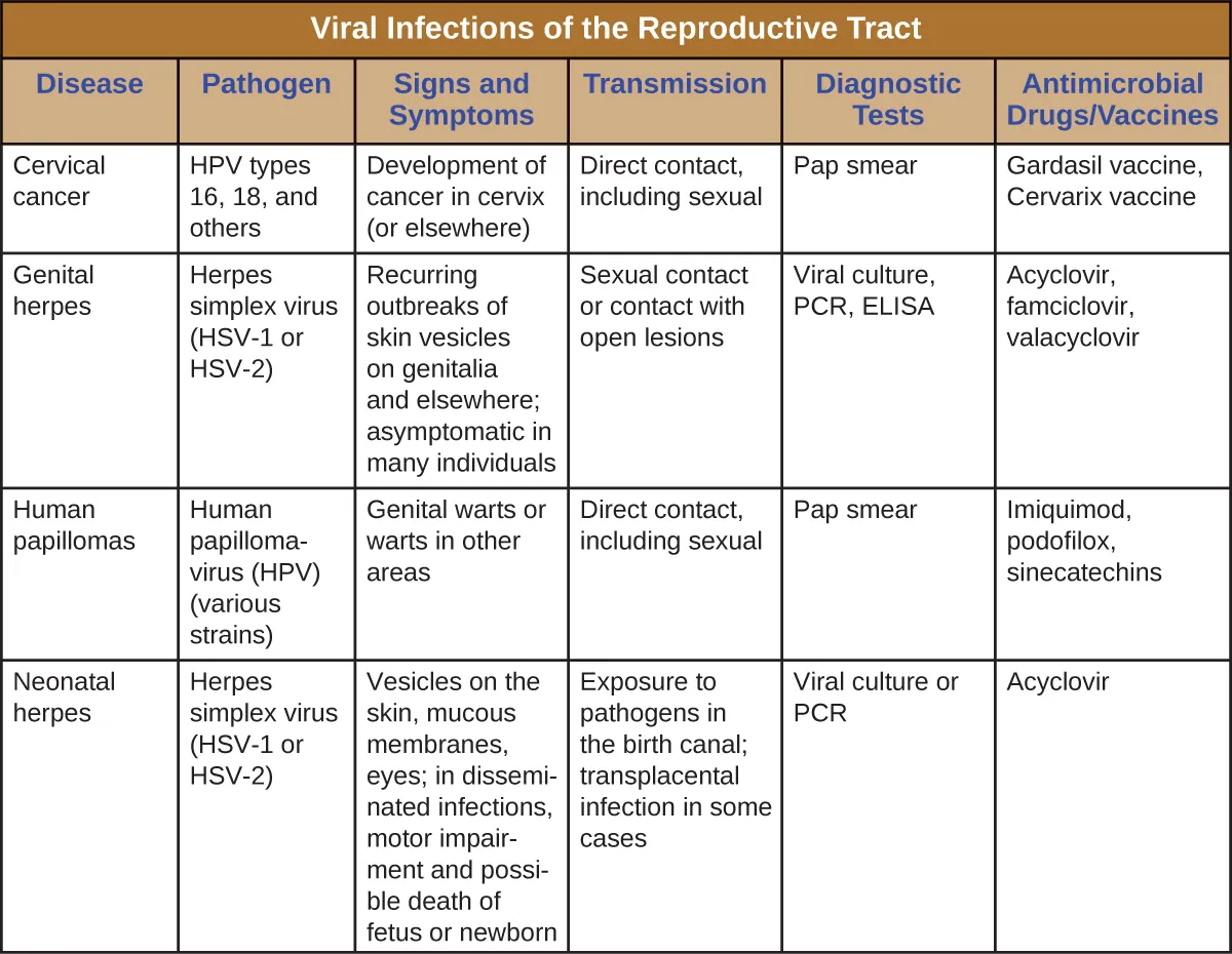 Table titled: Viral Infections of the Reproductive Tract. Columns: Disease Pathogen, Signs and Symptoms, Transmission, Diagnostic Tests, Antimicrobial Drugs/Vaccines. Disease - Cervical cancer; HPV types 16, 18, and others; Development of cancer in cervix (or elsewhere); Direct contact, including sexual; Pap smear; Gardasil vaccine, Cervarix vaccine. Disease - Genital herpes; Herpes simplex virus (HSV-1 or HSV-2); Recurring outbreaks of skin vesicles on genitalia and elsewhere; asymptomatic in many individuals; Sexual contact or contact with open lesions; Viral culture, PCR, ELISA; Acyclovir, famciclovir, valacyclovir. Disease - Human papillomas; Human papillomavirus (HPV) (various strains); Genital warts or warts in other areas; Direct contact, including sexual; None; Imiquimod, podofilox, sinecatechins. Disease - Neonatal herpes; Herpes simplex virus (HSV-1 or HSV-2); Vesicles on the skin, mucous membranes, eyes; in disseminated infections, motor impairment and possible death of fetus or newborn; Exposure to pathogens in the birth canal; transplacental infection in some cases; Viral culture or PCR Acyclovir.