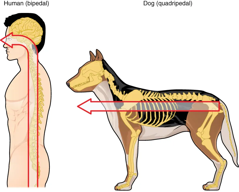 This figure shows the neuroaxis in a human being in the left panel and a dog in the right panel.