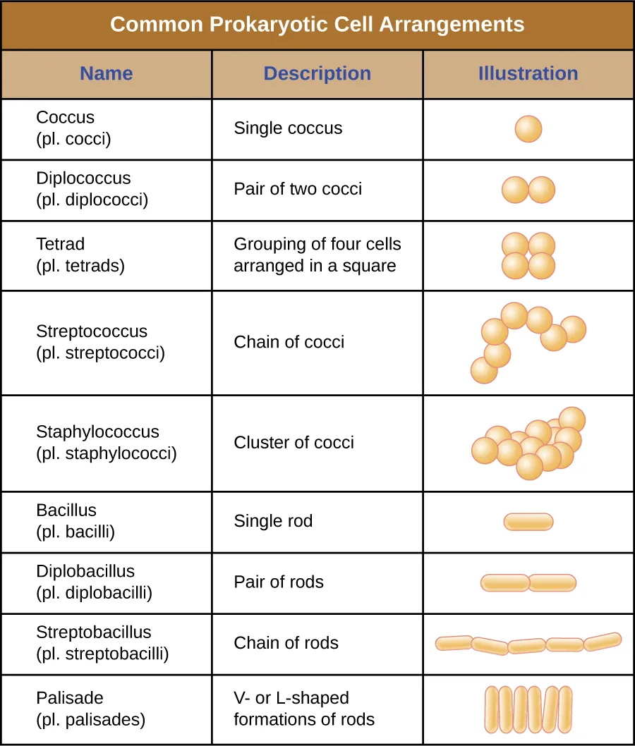 Common prokaryotic cell arrangments. The term Coccus (plural cocci) is the name for a single coccus (a single round cell). The term diplococcus (plural diplococci) is the name for a pair of two cocci (two spheres attached together). The term tetrad (plural tetrads) is the name for a grouping of four cells arranged in a square. The term streptococcus (plural streptococci) is the name for a chain of cocci; the spheres are connected into a long chain. The term staphylococcus (plural staphylococci) is the name for a cluster of cocci; the spheres are connected into a bundle. The term bacillus (plural bacilli) is the name for a single rod. The term diplobacillus (plural diplobacilli) is the name for a pair of rods. The term streptobacillus (plural streptobacilli) is the name for a chain of rods; the rectangles are connected into a long chain. The term palisade (plural palisades) is the name for a v- or l-shaped formation of rods.