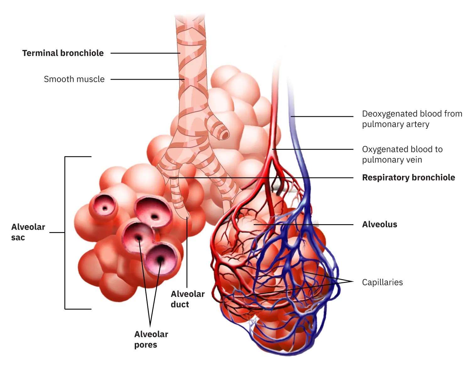 This image shows the bronchioles and alveolar sacs in the lungs and depicts the exchange of oxygenated and deoxygenated blood in the pulmonary blood vessels.