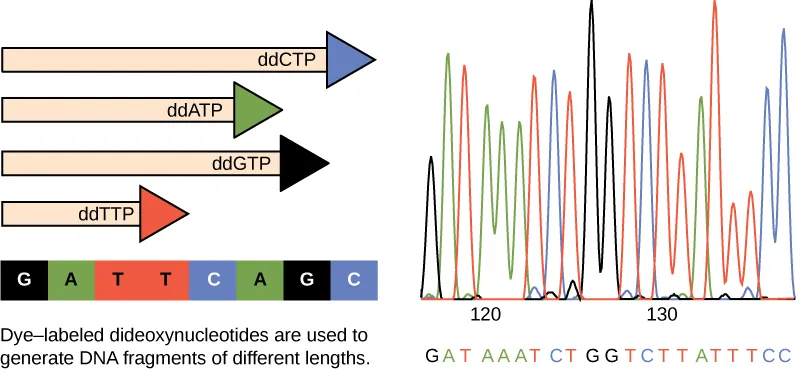 Part A shows a template DNA strand and newly synthesized strands that were generated in the presence of dideoxynucleotides that terminate the chain at different points to generate fragments of different sizes. Each dideoxynucleotide is labeled a different color. Part B shows a sequence readout that was generated after the DNA fragments were separated on the basis of size. The color of the fragment indicates the identity of the nucleotide at the end of a given fragment. By reading the colors in order, the DNA sequence can be determined.