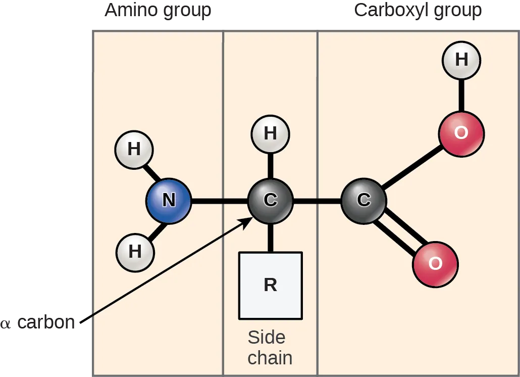The molecular structure of an amino acid is given. An amino acid has an alpha carbon to which an amino group, a carboxyl group, a hydrogen, and a side chain are attached. The side chain varies for different amino acids, and is designated as the R - group.