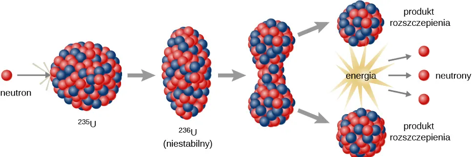 Rysunek przedstawia etapy procesu rozszczepienia. Neutron uderza w kuliste jądro 235 U. Jądro staje się owalne, opisane jako: 236 U, niestabilne. Następnie pojawiają się początki zwężenia w środku. Następnie dzieli się na dwa jądra, oba opisane: produkty rozszczepienia. Ten ostatni etap uwalnia również energię i neutrony.