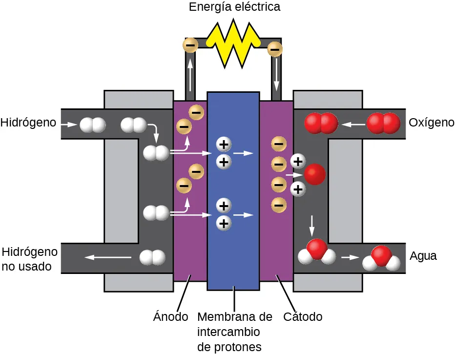 La pila de combustible consiste en una membrana de intercambio de protones situada entre un ánodo y un cátodo. El gas hidrógeno entra en la pila cerca del ánodo. El gas oxígeno entra en la pila cerca del cátodo. El hidrógeno gaseoso que entra se descompone en esferas blancas individuales que tienen cada una carga positiva. Estos son protones. Los protones repelen los electrones cargados negativamente dentro del ánodo. Estos electrones viajan a través de un circuito, proporcionando electricidad a cualquier cosa conectada a la pila. Los protones continúan a través de la membrana de intercambio de protones y a través del cátodo para llegar a las moléculas de gas oxígeno en el extremo opuesto de la pila. Allí, los átomos de oxígeno se dividen en esferas rojas individuales. Cada átomo de oxígeno toma dos de los protones entrantes para formar una molécula de agua.